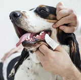 Person cleaning a dog's teeth with a finger toothbrush for pet dental care