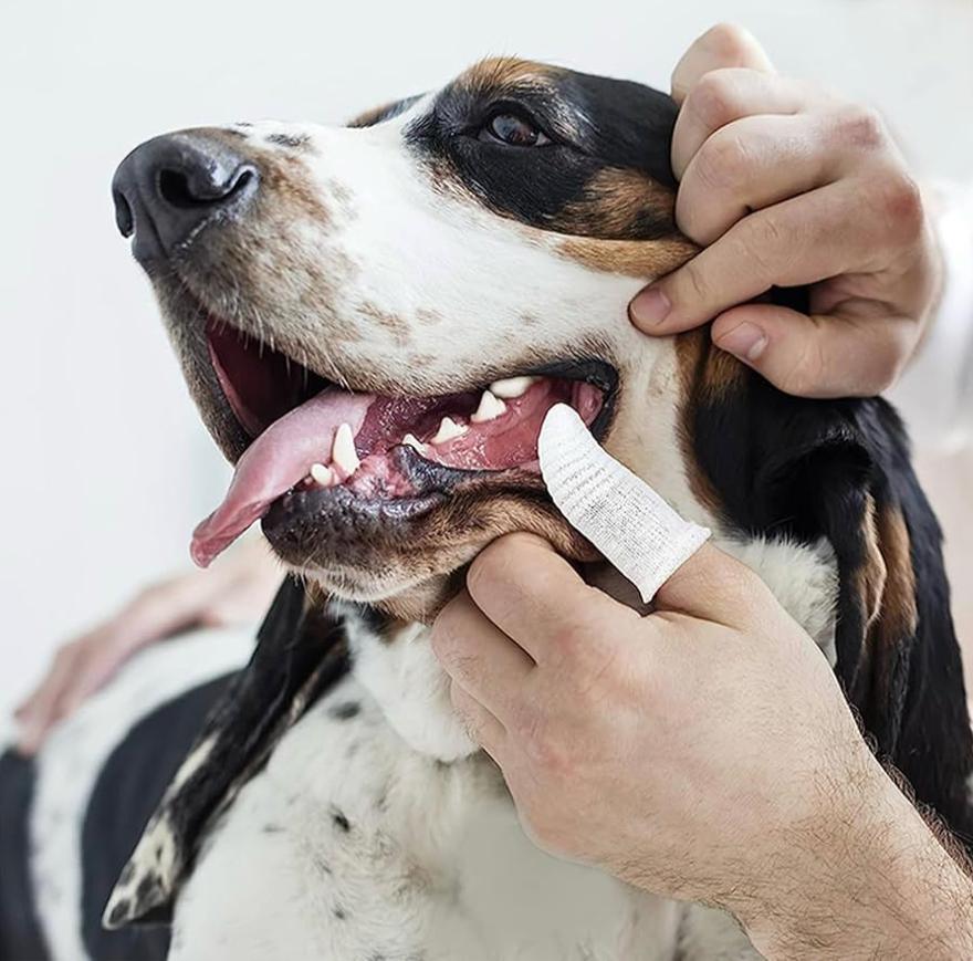 Person cleaning a dog's teeth with a finger toothbrush for pet dental care